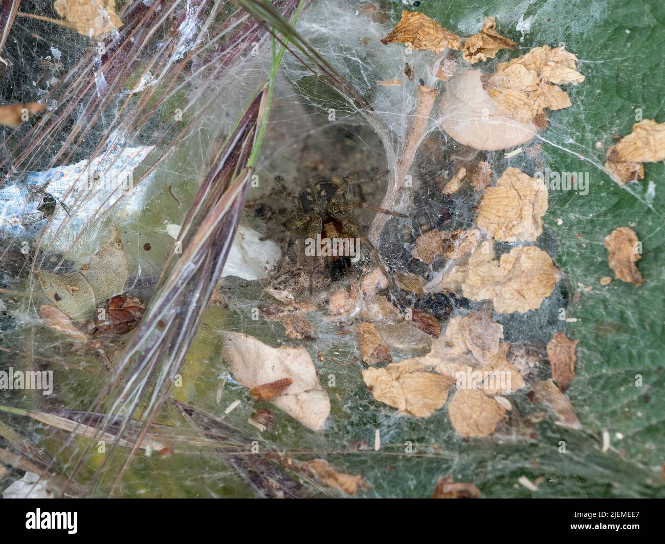 Un ragno labirintico (Agelena labirintica) seduto nel suo nastro di imbuto su Hounslow Heath, Londra, Regno Unito. Foto Stock