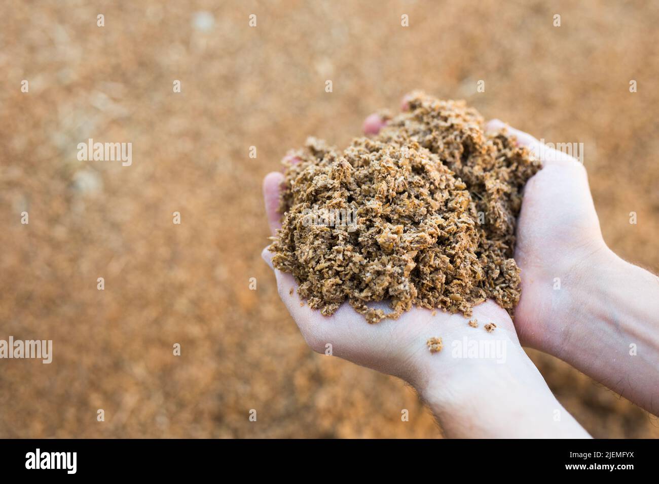 Mani maschili che tengono una manciata di birra bagasse Foto Stock