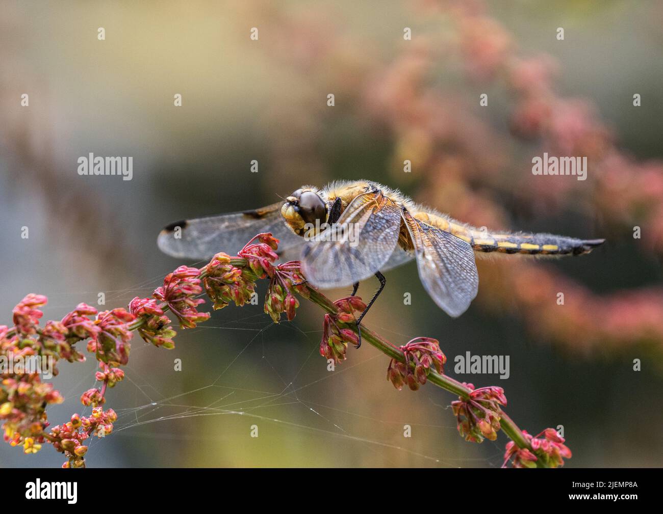 Un colpo colorato di una Dragonfly Chaser a quattro macchie (Libellula quadrimaculata) . Sistemato con le ali in basso su un gambo rosso del sorrel. Suffolk, Regno Unito Foto Stock