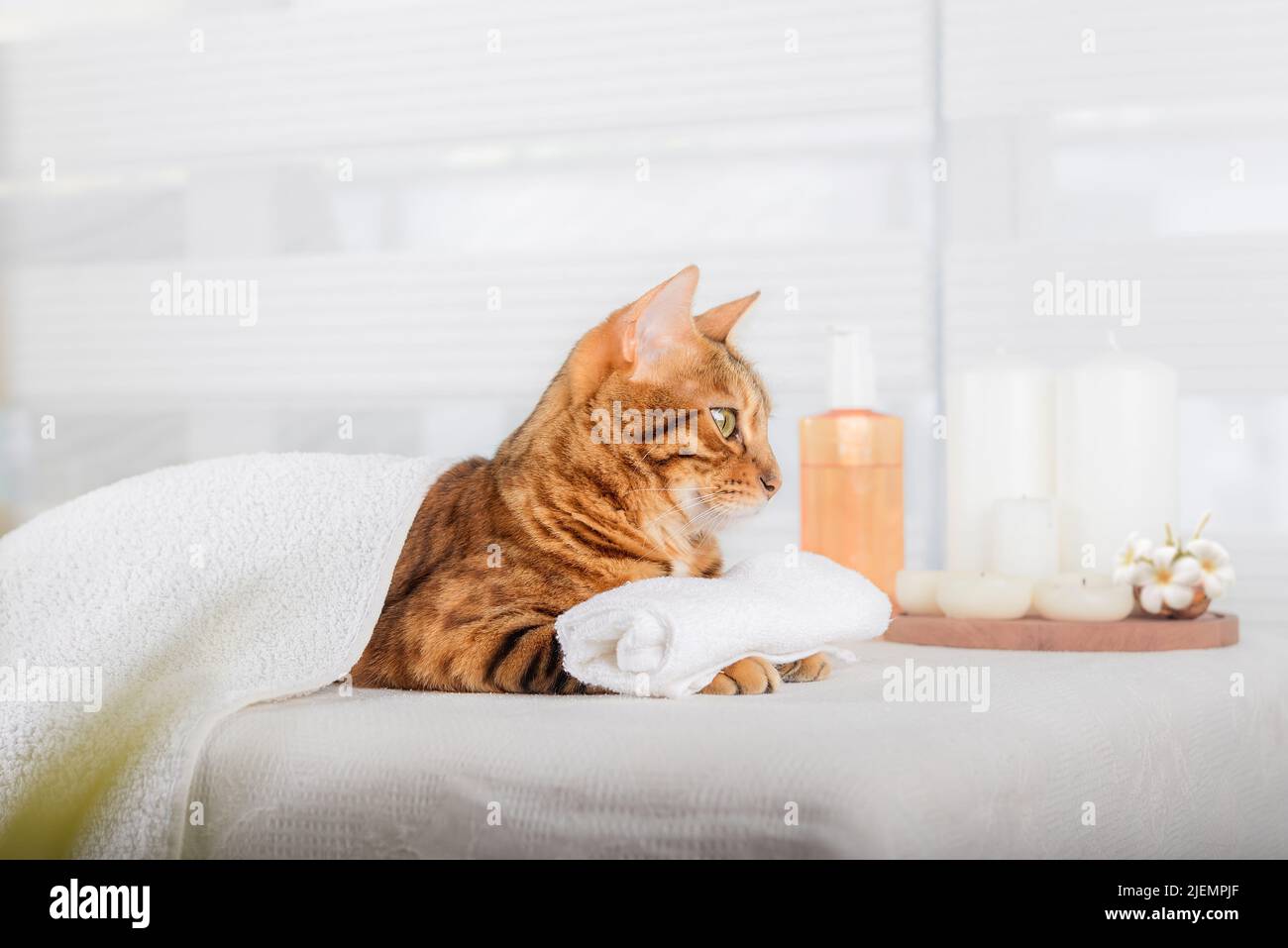Gatto bengala con massaggio corpo nella spa. Kitty domestico riposante sui letti di massaggio nella spa di lusso e nel centro benessere. Foto Stock