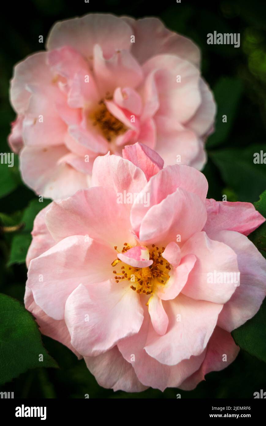 Rosa fiore nel giardino Foto Stock