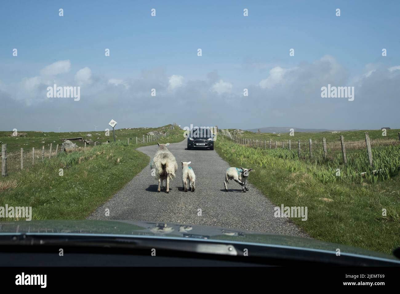 Pecore che causano un ostacolo al traffico e un pericolo locale su una delle strette strade a carreggiata singola a North Uist, Ebridi esterne, Scozia Foto Stock