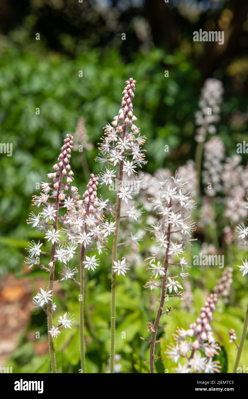 Primo piano di fiori di cuore (tiarella cordifolia) in fiore Foto Stock