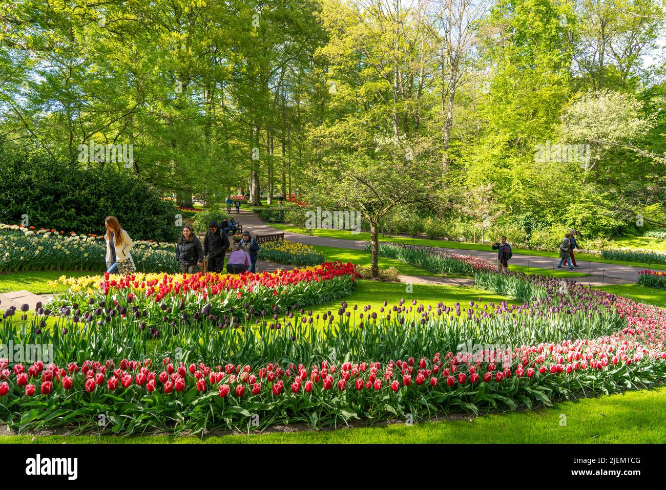 Il Keukenhof, complesso giardino, parco divertimenti, parco primaverile, spettacolo di fiori primaverili, Vicino a Lisse, Olanda del Sud, Paesi Bassi, tulipani, narcisi e giacinto Foto Stock