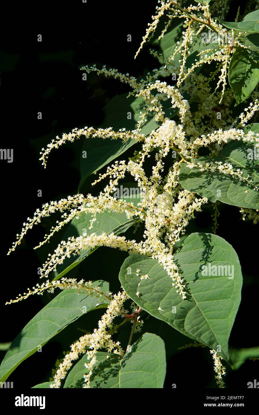 Fiore pianta gigante Knotweed su uno sfondo nero Foto Stock