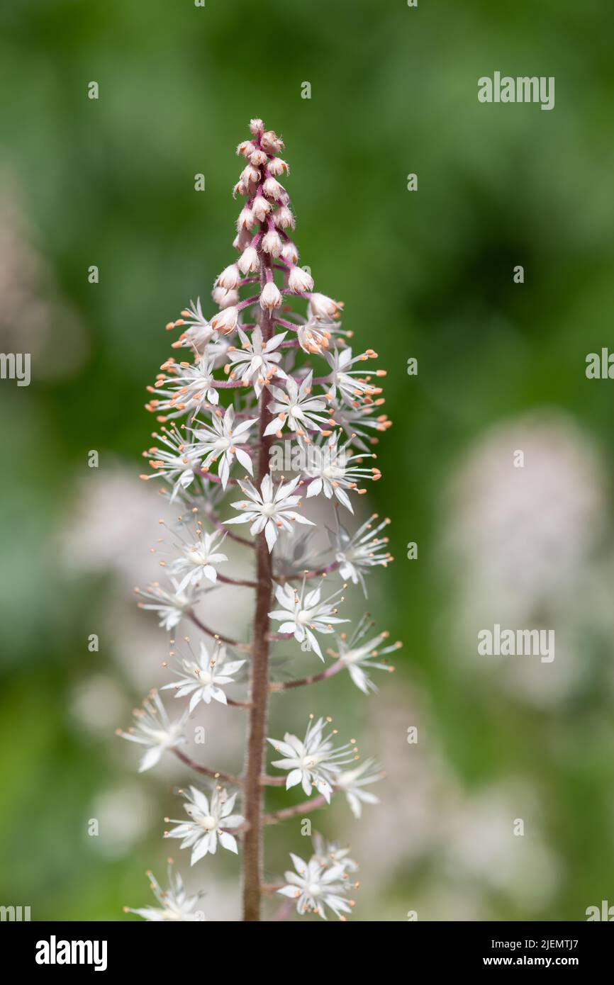 Primo piano di fiori di cuore (tiarella cordifolia) in fiore Foto Stock