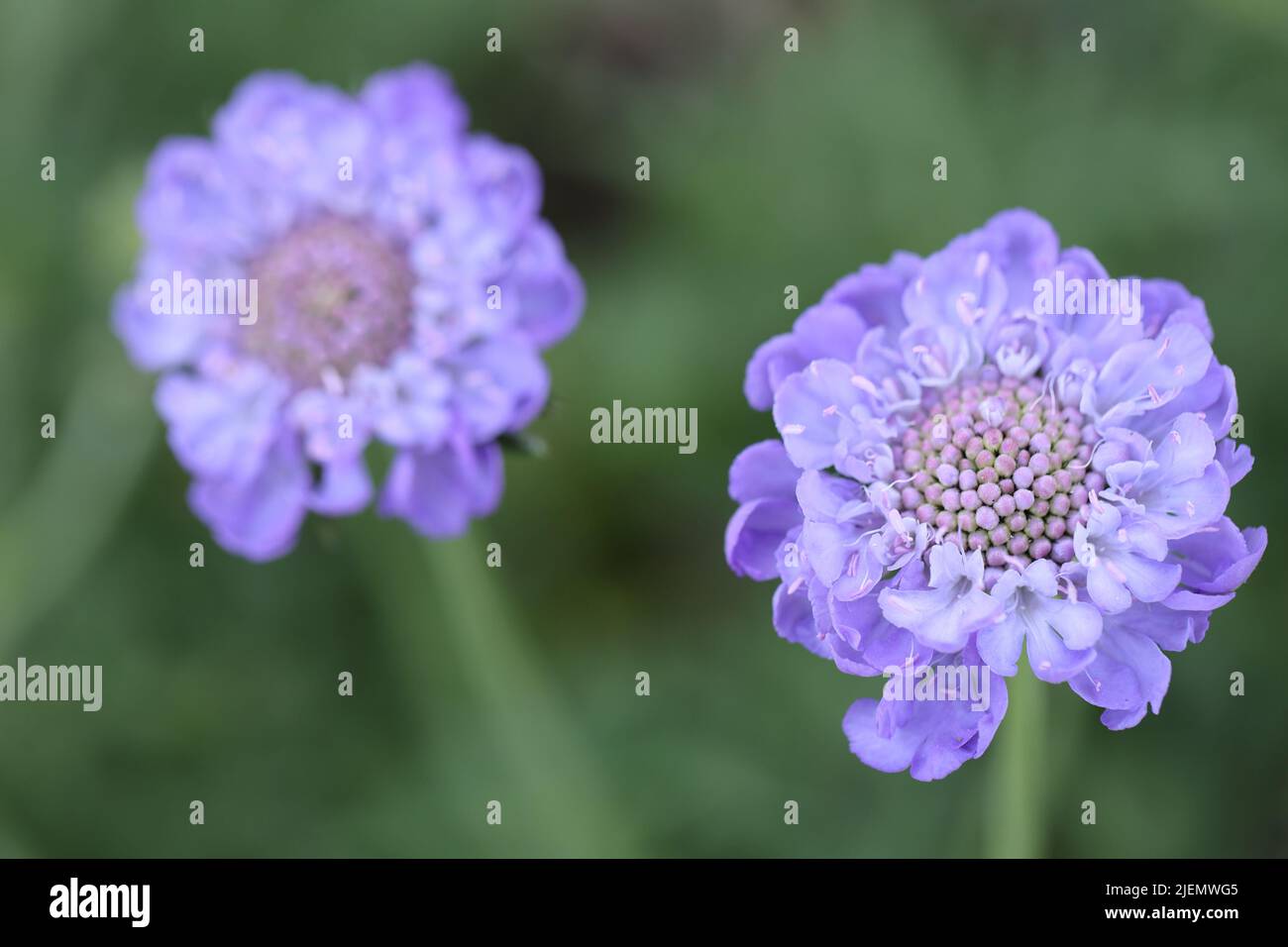 fiore di pincushion in viola Foto Stock