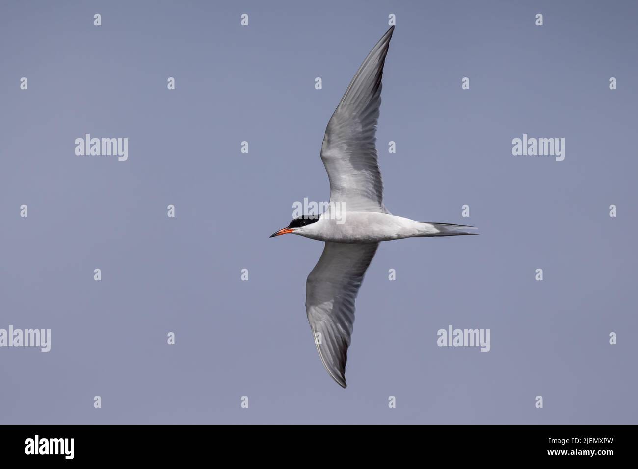 Tern comune in volo Foto Stock
