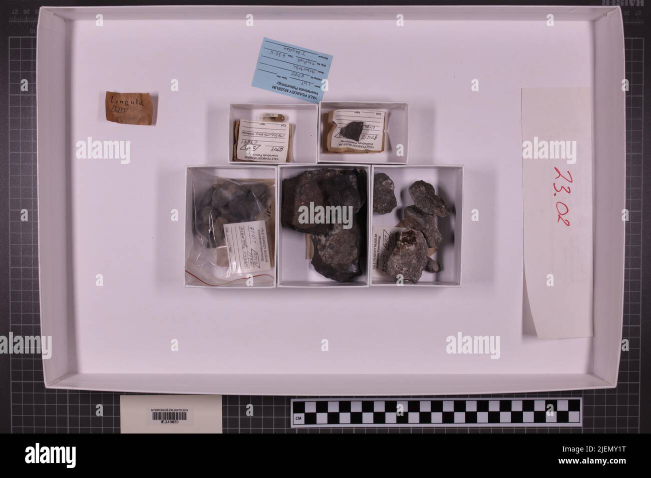 taxa mista, collezione stratigrafica. accn: 2709; 2710; 2712; 2713; 2717; 2719; 2720; 7200; Foto Stock