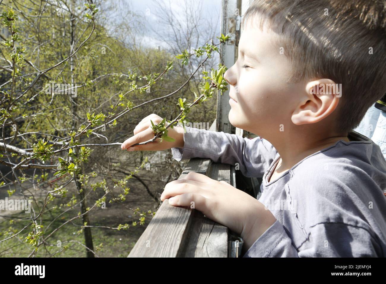 Il bambino di 6 anni gode di raggi di sole in una bella giornata di aprile, toccando il suo volto alle gemme di un albero di ciliegio su un balcone di un appartamento della città a Kiev, Ucraina Foto Stock