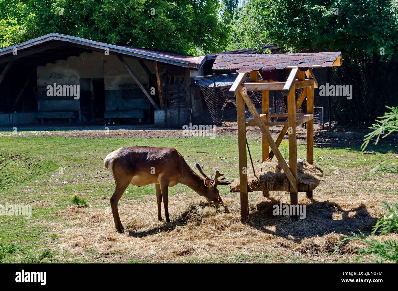 Un bel cervo con pelliccia marrone nutrire il fieno in una rastrelliera nel cortile, Sofia, Bulgaria Foto Stock