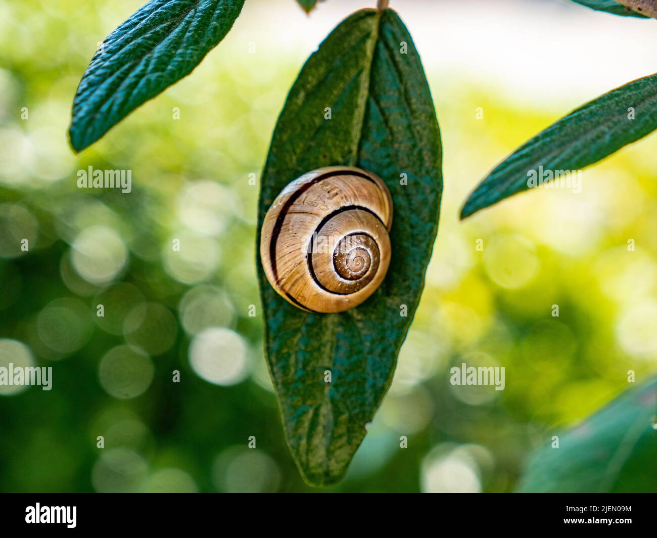Una lumaca su una foglia Foto Stock