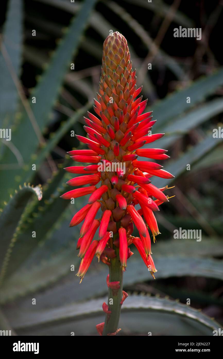 Fiori rossi di un'Aloe arborescens Foto Stock