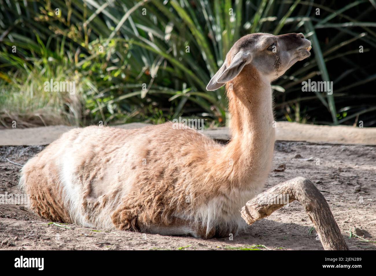 Ritratto di un VICUÑA. Animali domestici Foto Stock