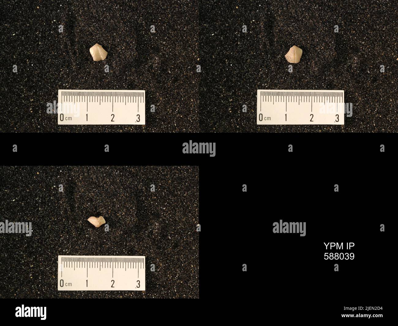 Sala Zygospira modesta. Foto Stock