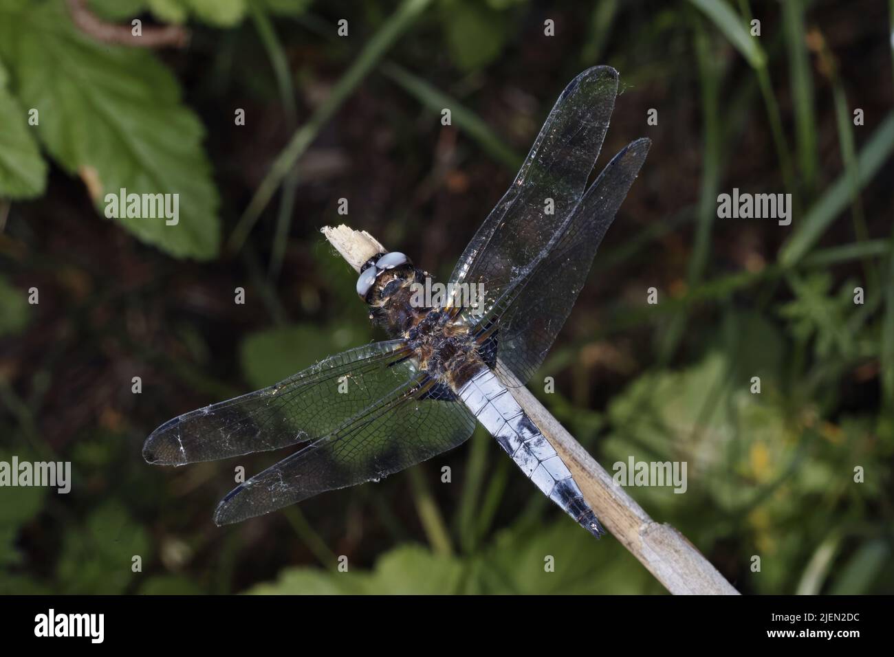 Campione maschile di dragonfly skimmer dalla coda nera, Orthetrum cannellatum Foto Stock