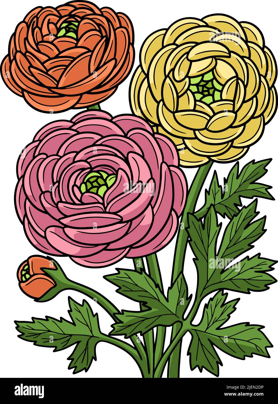 Cartoon di fiori di Ranunculus Coloured Clipart Illustrazione Vettoriale