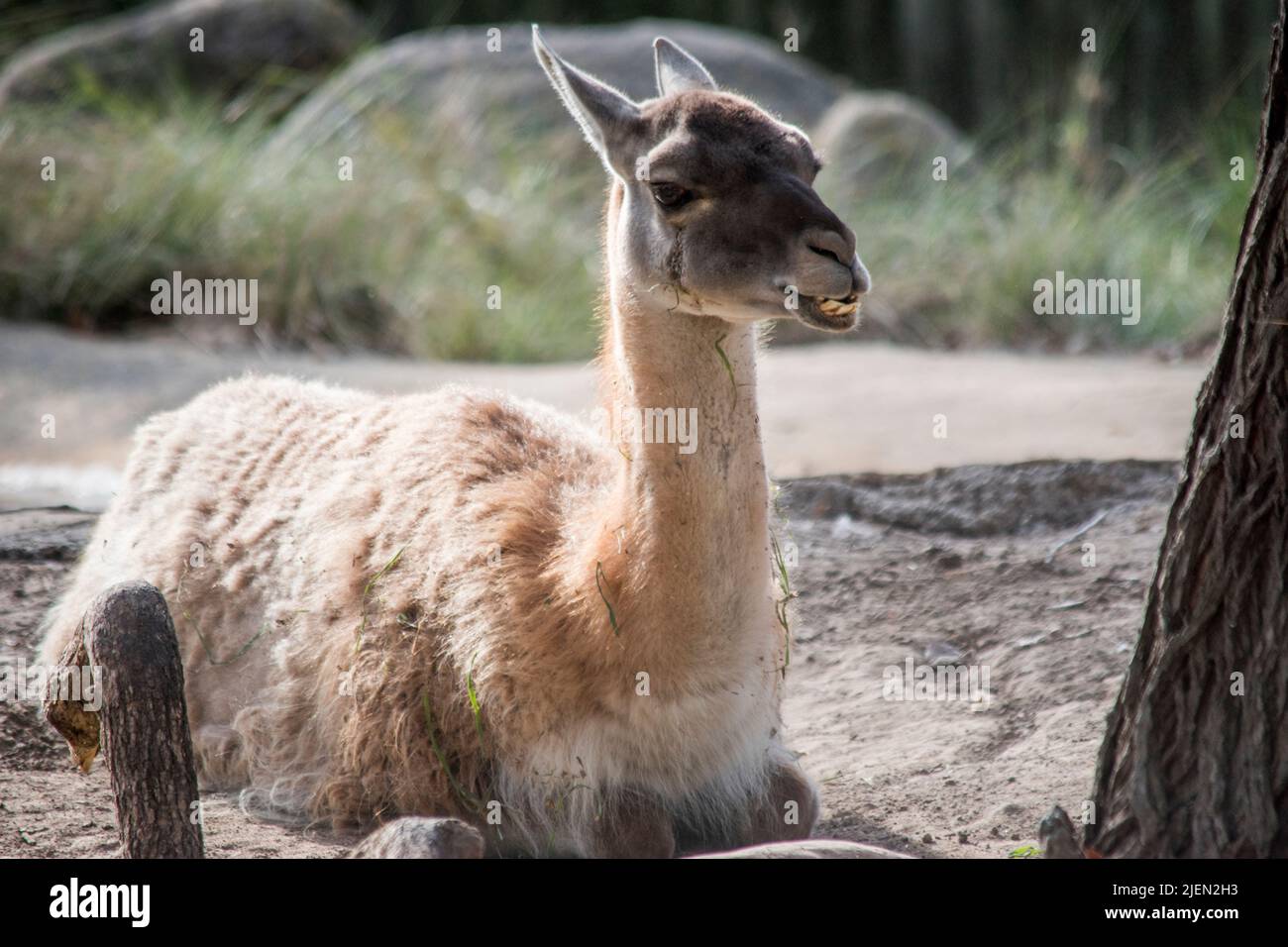 Ritratto di un VICUÑA. Animali domestici Foto Stock