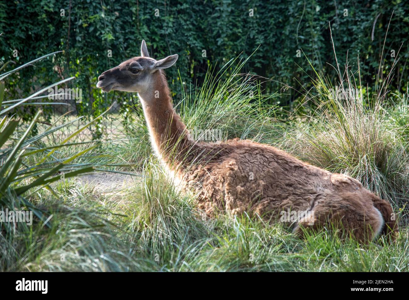 Ritratto di un VICUÑA. Animali domestici Foto Stock