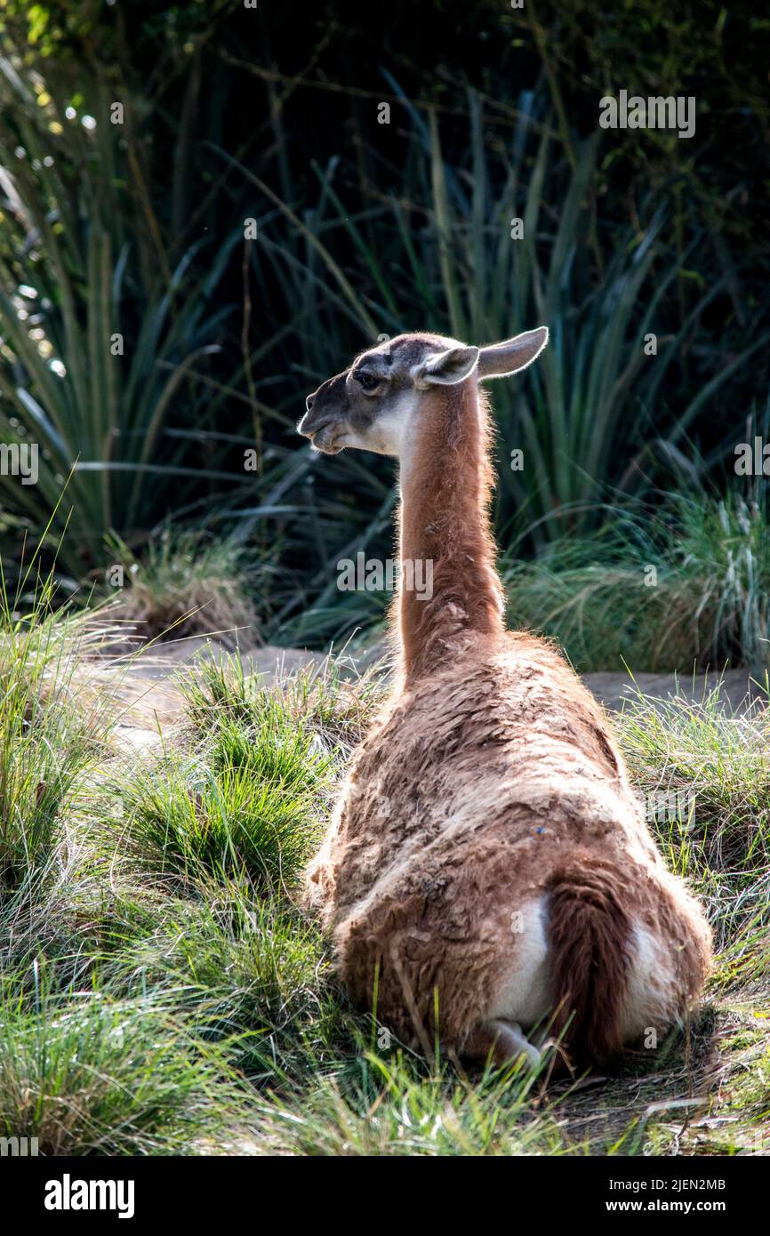 Ritratto di un VICUÑA. Animali domestici Foto Stock