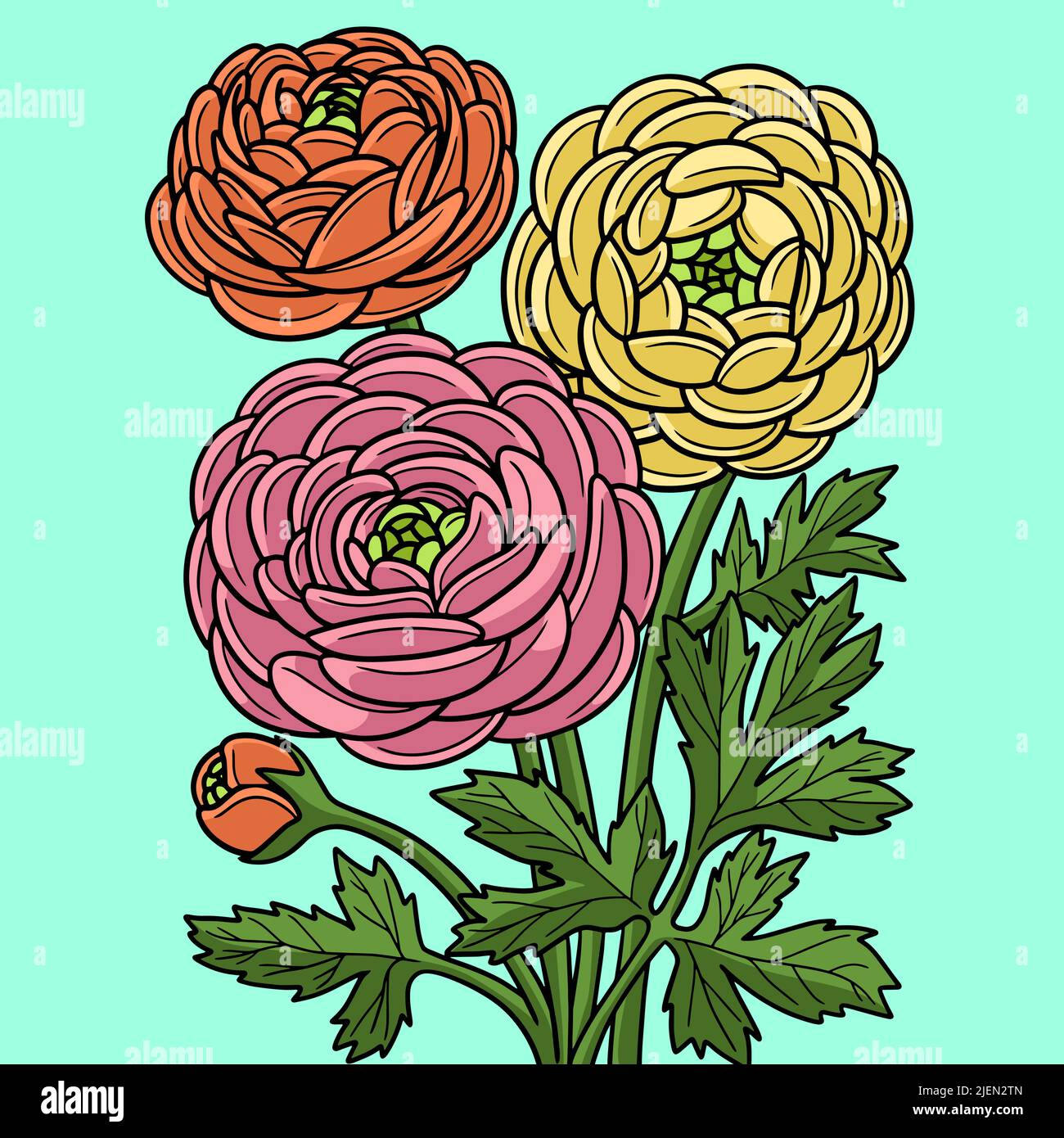 Ranunculus Fiore colorato Cartoon Illustrazione Illustrazione Vettoriale