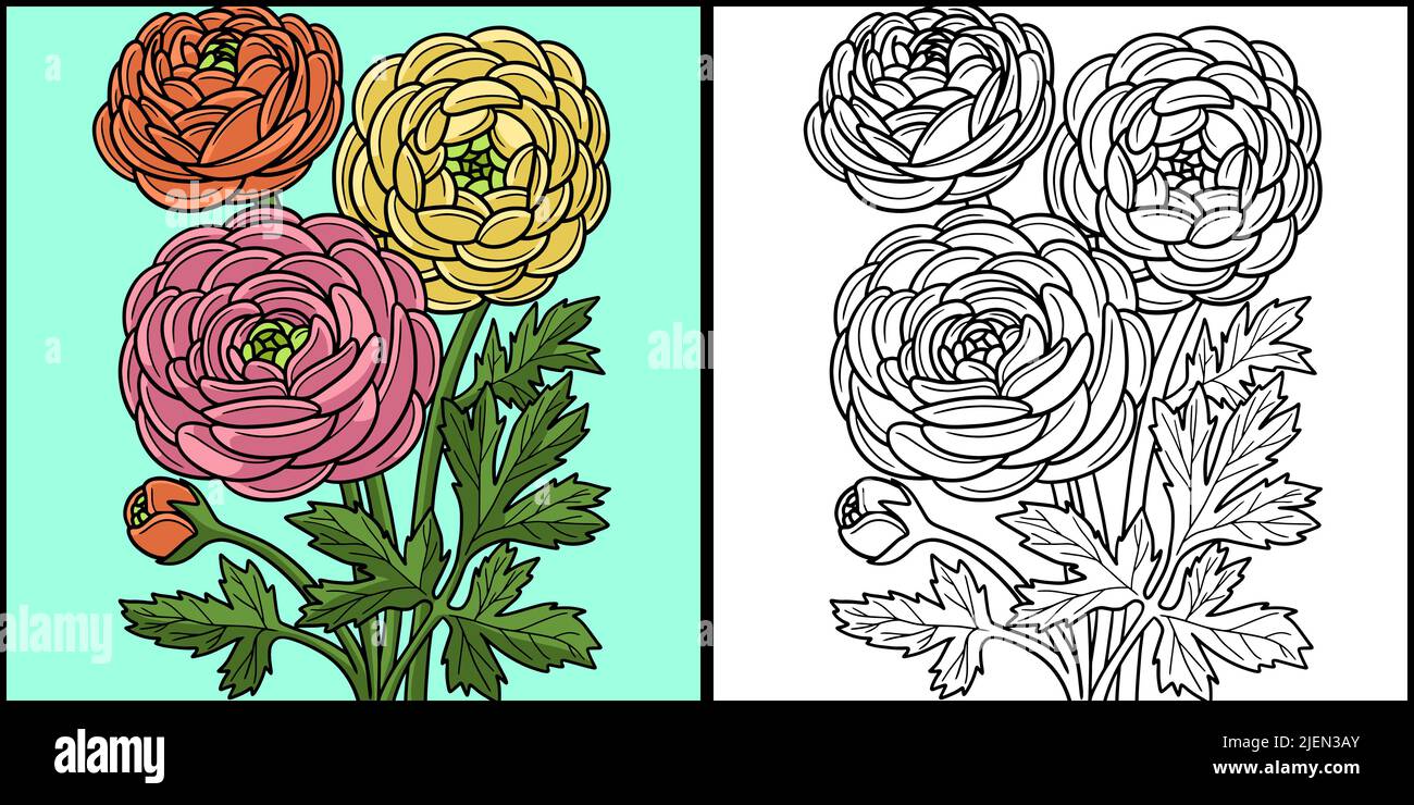 Ranunculus Flower coloring Illustrazione colorata Illustrazione Vettoriale