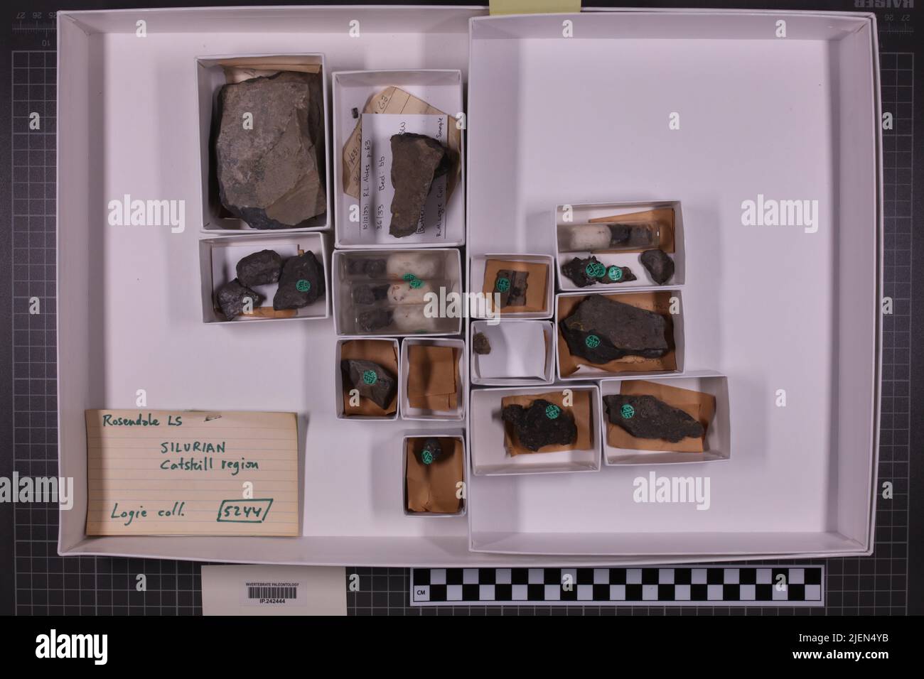 taxa mista, collezione stratigrafica. accn: 5244; Foto Stock