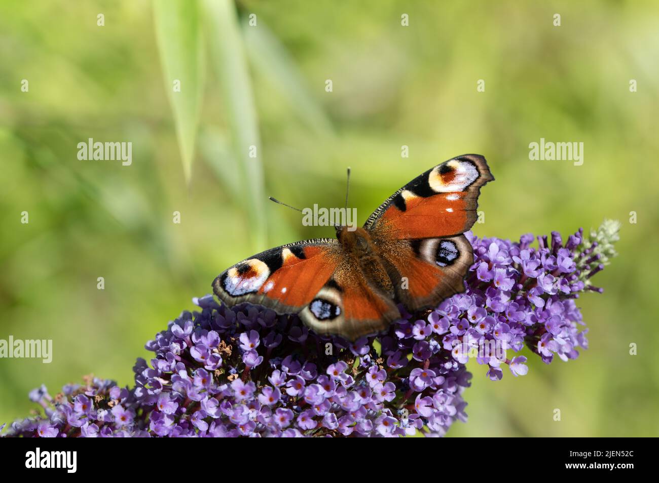 Primo piano di una farfalla, una Peacock Butterfly (Aglais io) arroccato su un ramo lilla fiorito su uno sfondo verde brillante. Foto Stock