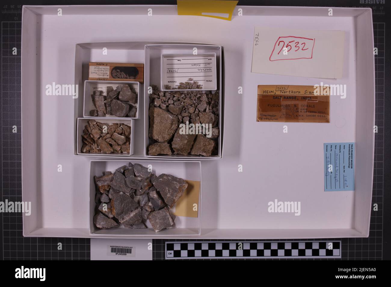 taxa mista, collezione stratigrafica. accn: 4592; 7532; 7548; Foto Stock
