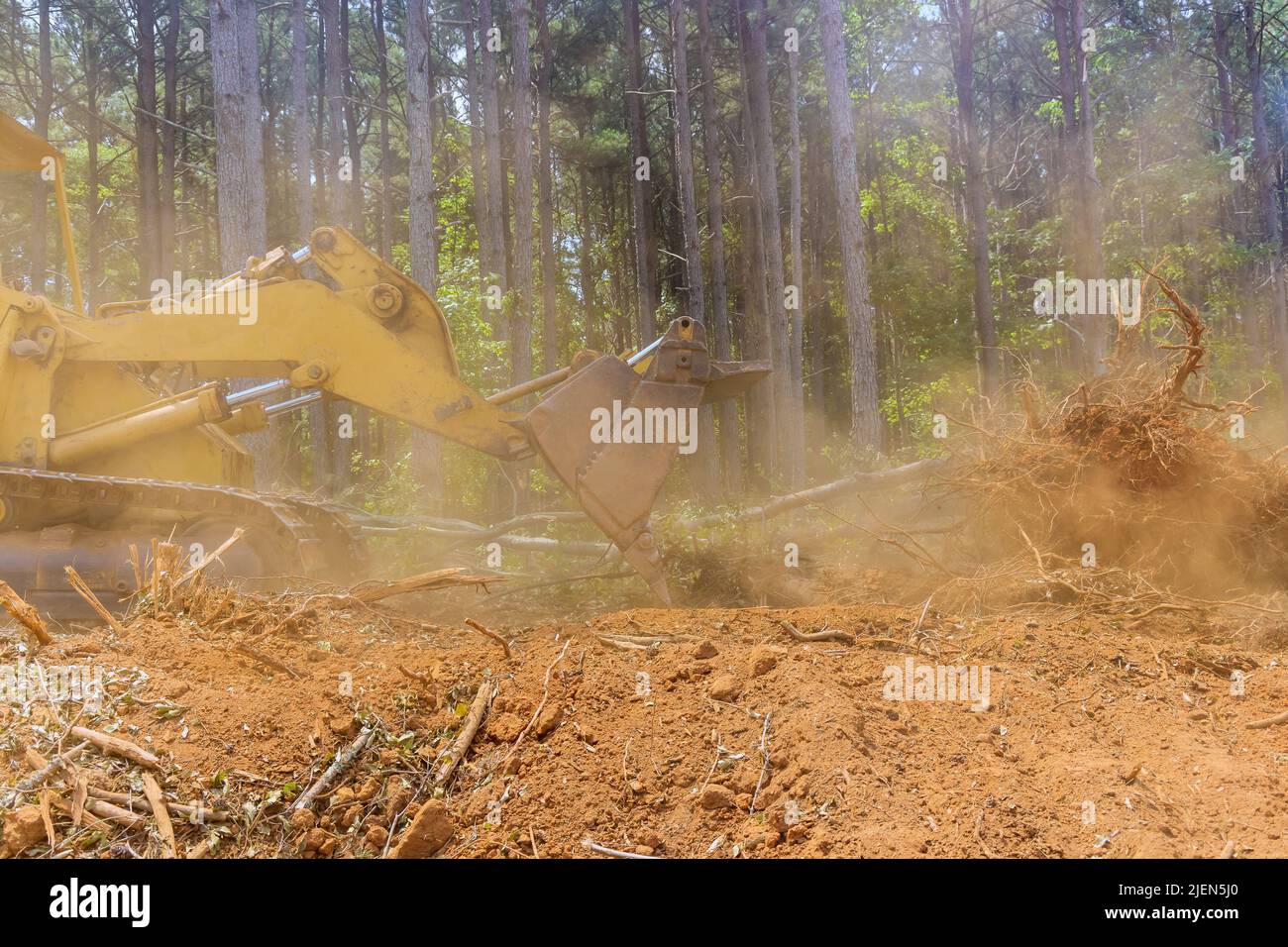 Rimozione del terreno dalle radici per una suddivisione mediante minipale per trattori Foto Stock