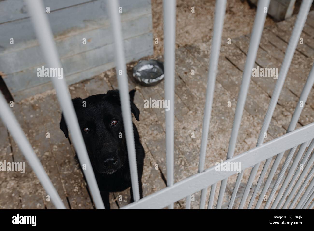 Un cane nero senza tetto in una gabbia. Un cane sfortunato dietro le sbarre in un riparo del cane guarda nella macchina fotografica. Foto Stock