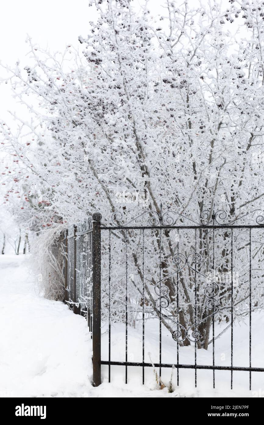 Alberi ricoperti di neve che cresce dietro il recinto in ferro battuto nero con ornamenti piacevoli. Neve che copre recinzione e che rende ancora più fantastico aspetto. Copia Foto Stock