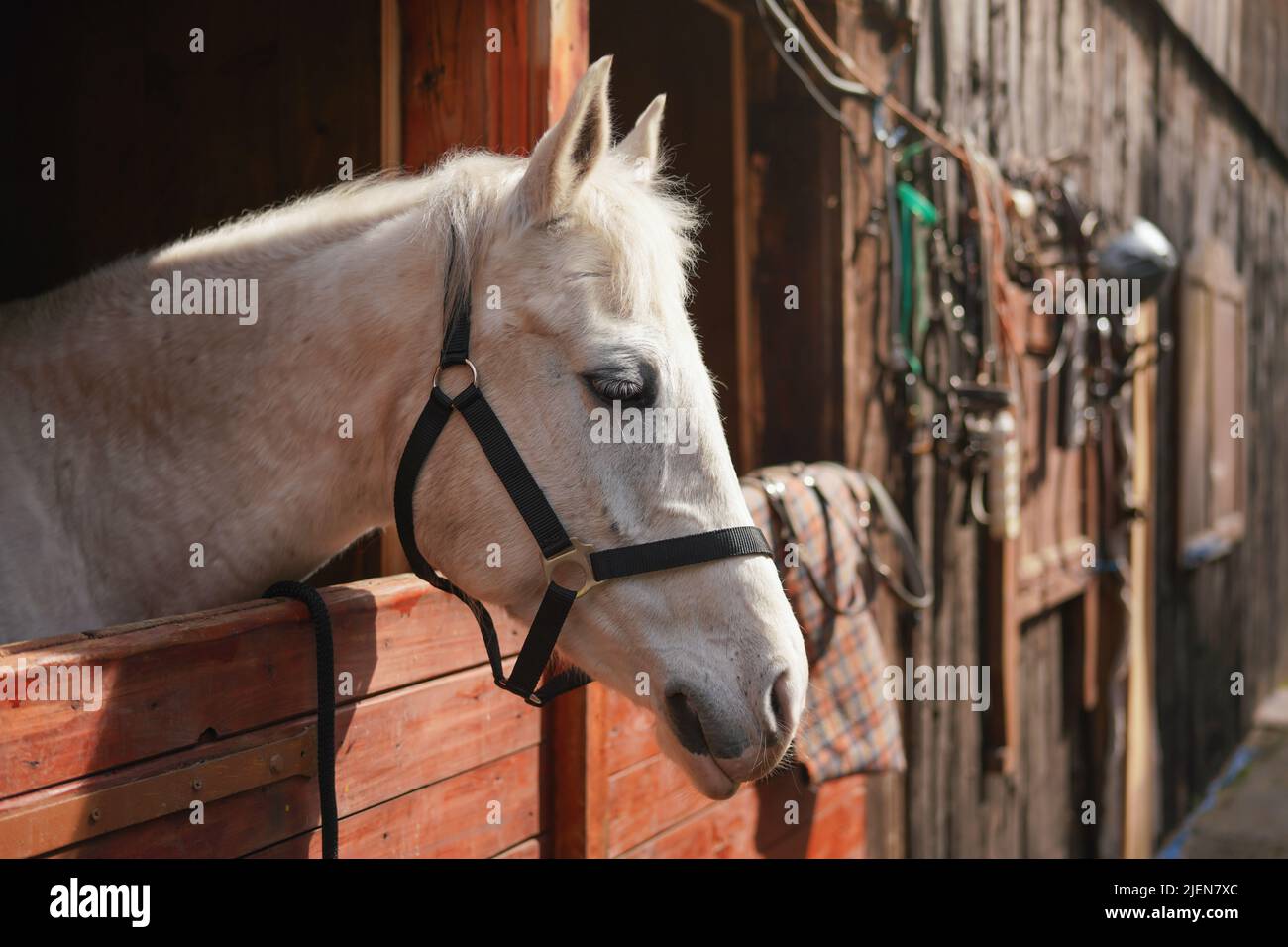 Cavallo arabo bianco, dettaglio - solo testa visibile fuori dalla scatola di scuderie in legno Foto Stock