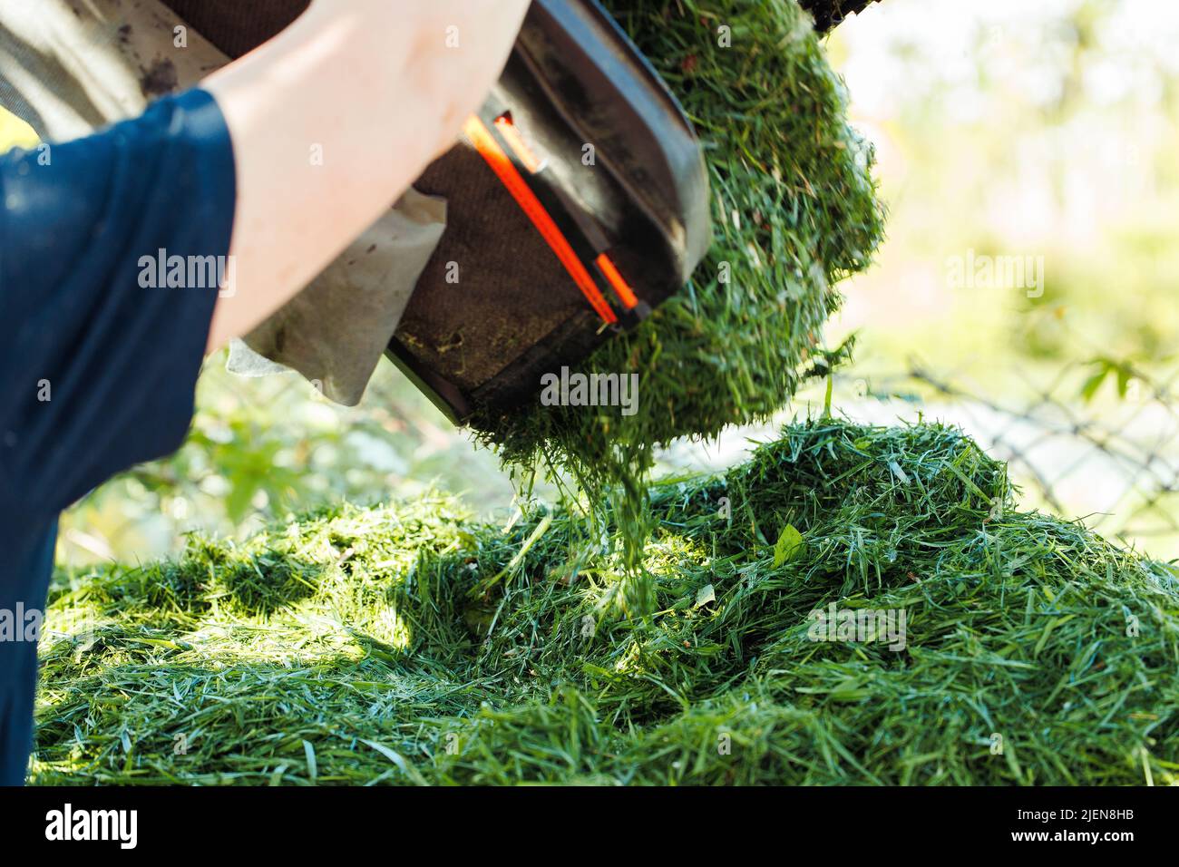 Primo piano di mani umane gettando erba verde tagliata dal rasaerba a terra. Compost, concime rifiuti ecologici Foto Stock