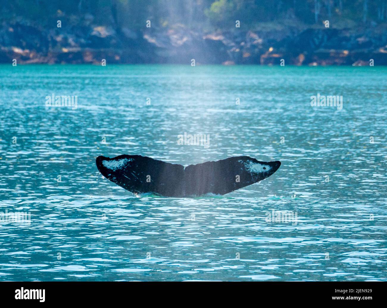 Coda di sperma balena nelle acque fredde della baia di Resurrection vicino a Seward in Alaska Foto Stock