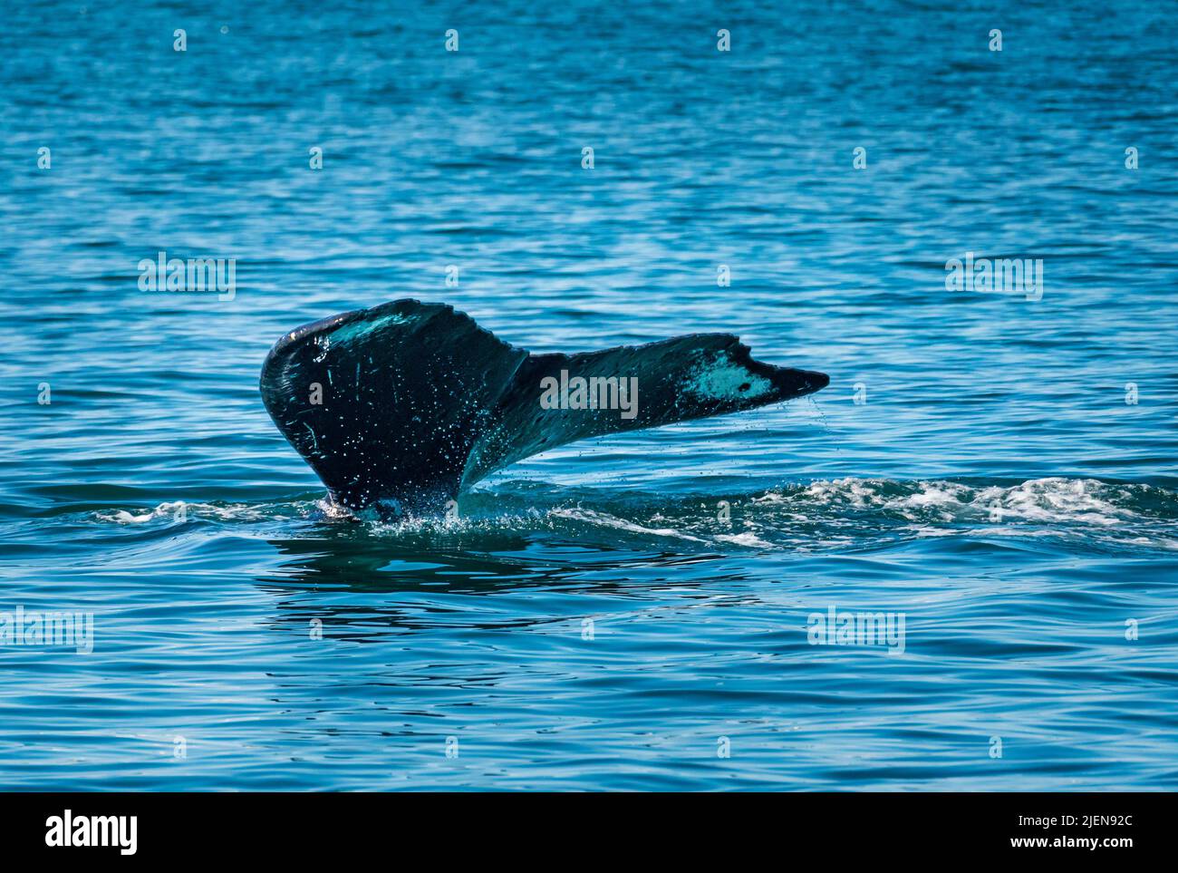 Coda di sperma balena nelle acque fredde della baia di Resurrection vicino a Seward in Alaska Foto Stock