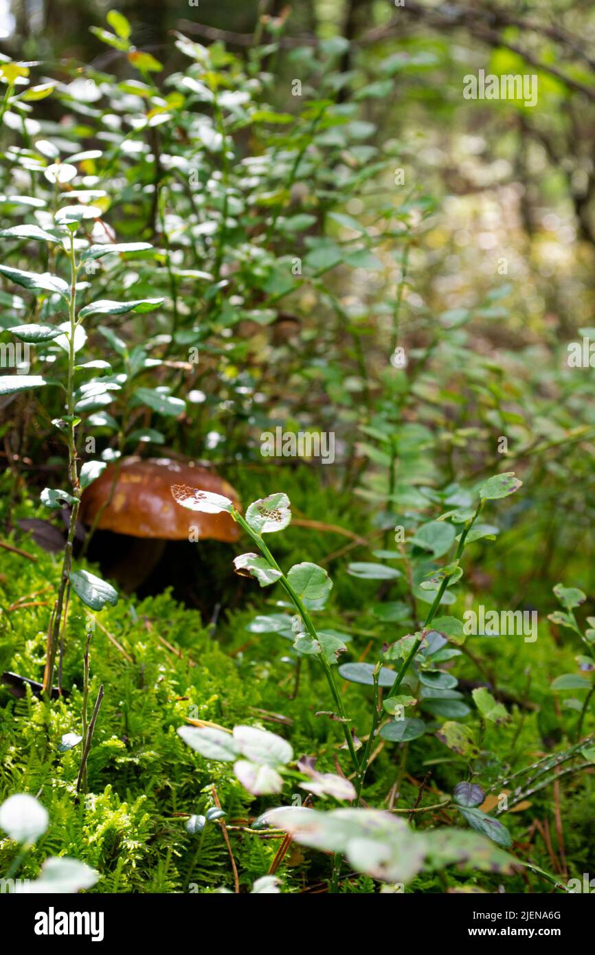 Un castagno cep xerocomus badius su muschio in una foresta selvaggia con bokeh sullo sfondo, immagine verticale Foto Stock