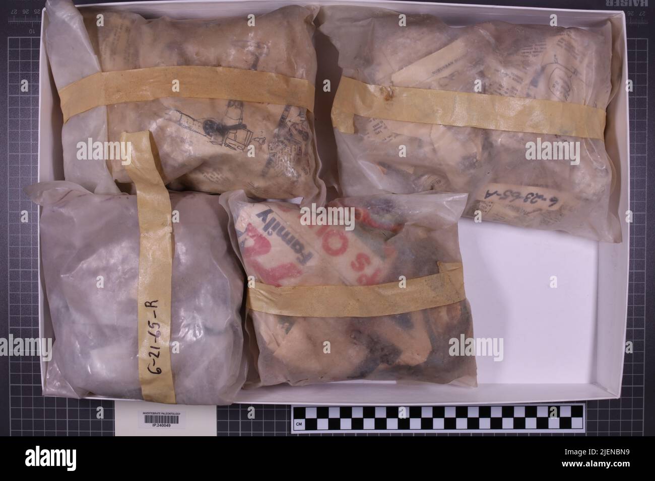 taxa mista, collezione stratigrafica. accn: 7178; Foto Stock