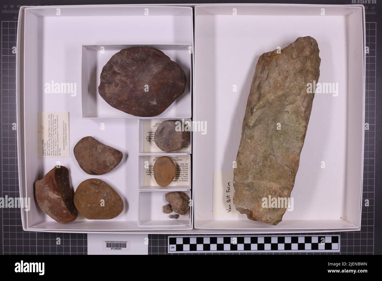 taxa mista, collezione stratigrafica. accn: 11524; Foto Stock