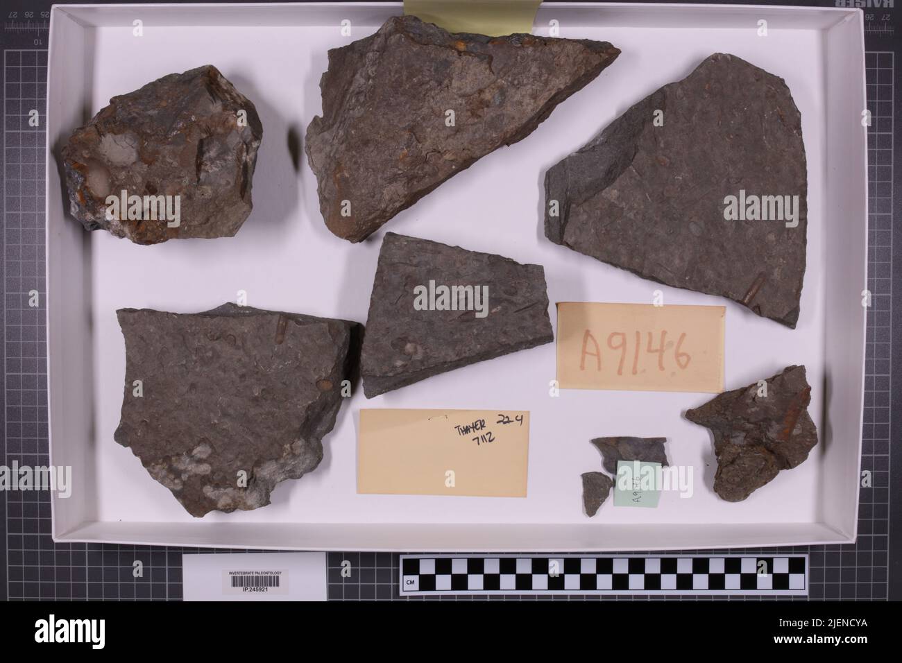taxa mista, collezione stratigrafica. accn: 7112; Foto Stock
