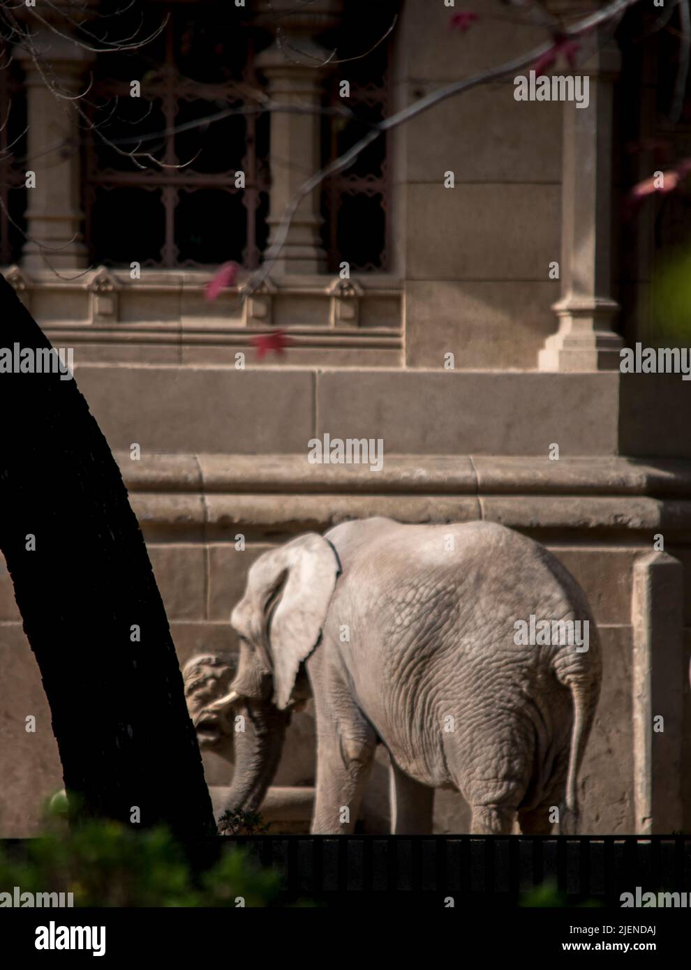 Vecchio grande elefante nello zoo Foto Stock