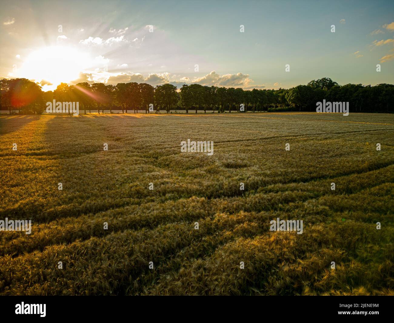 Campi di grano nella fattoria dell'abbazia Trappista a Westmalle, Fiandre, Belgio Foto Stock