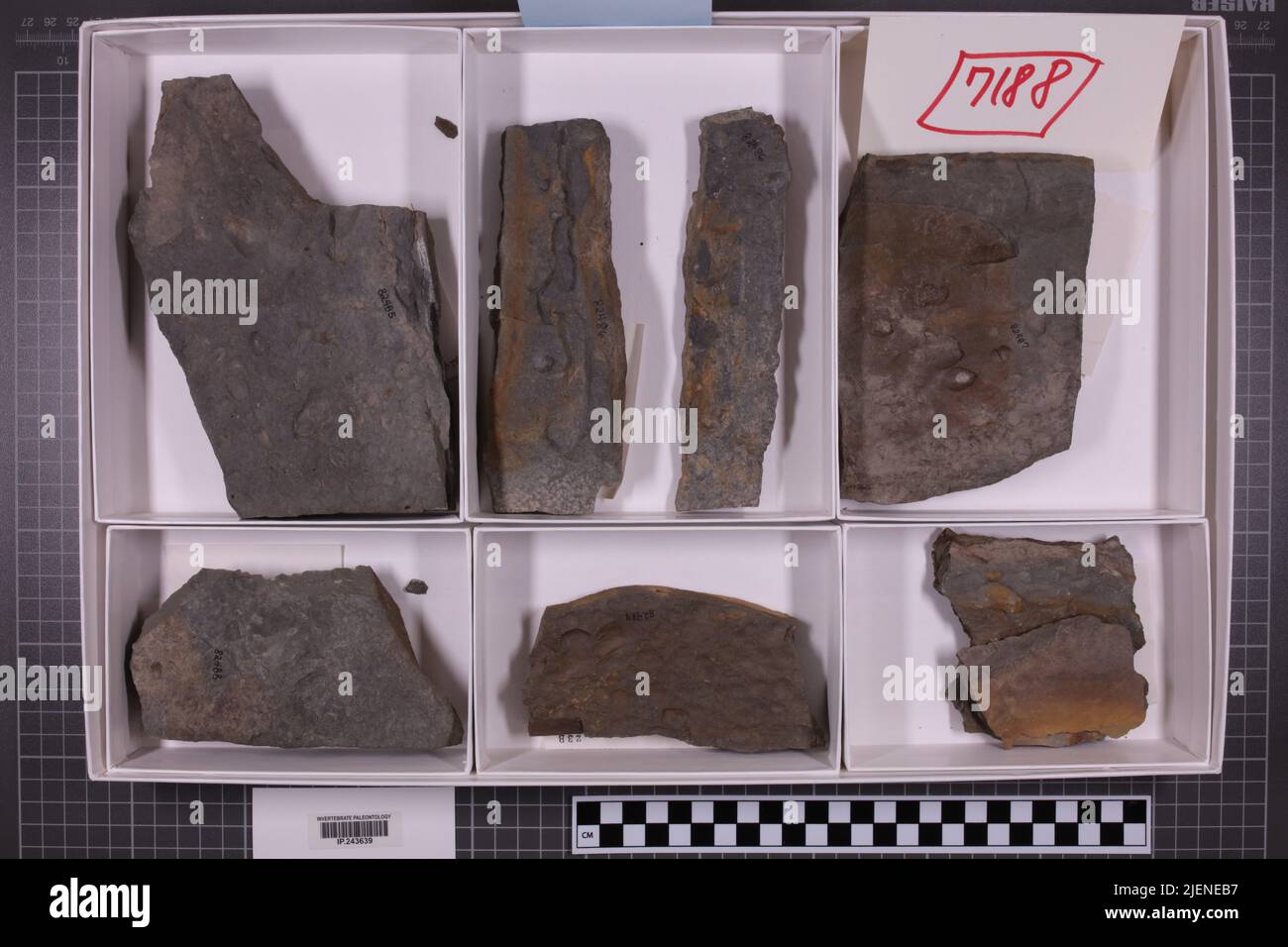 taxa mista, collezione stratigrafica. accn: 7188; Foto Stock