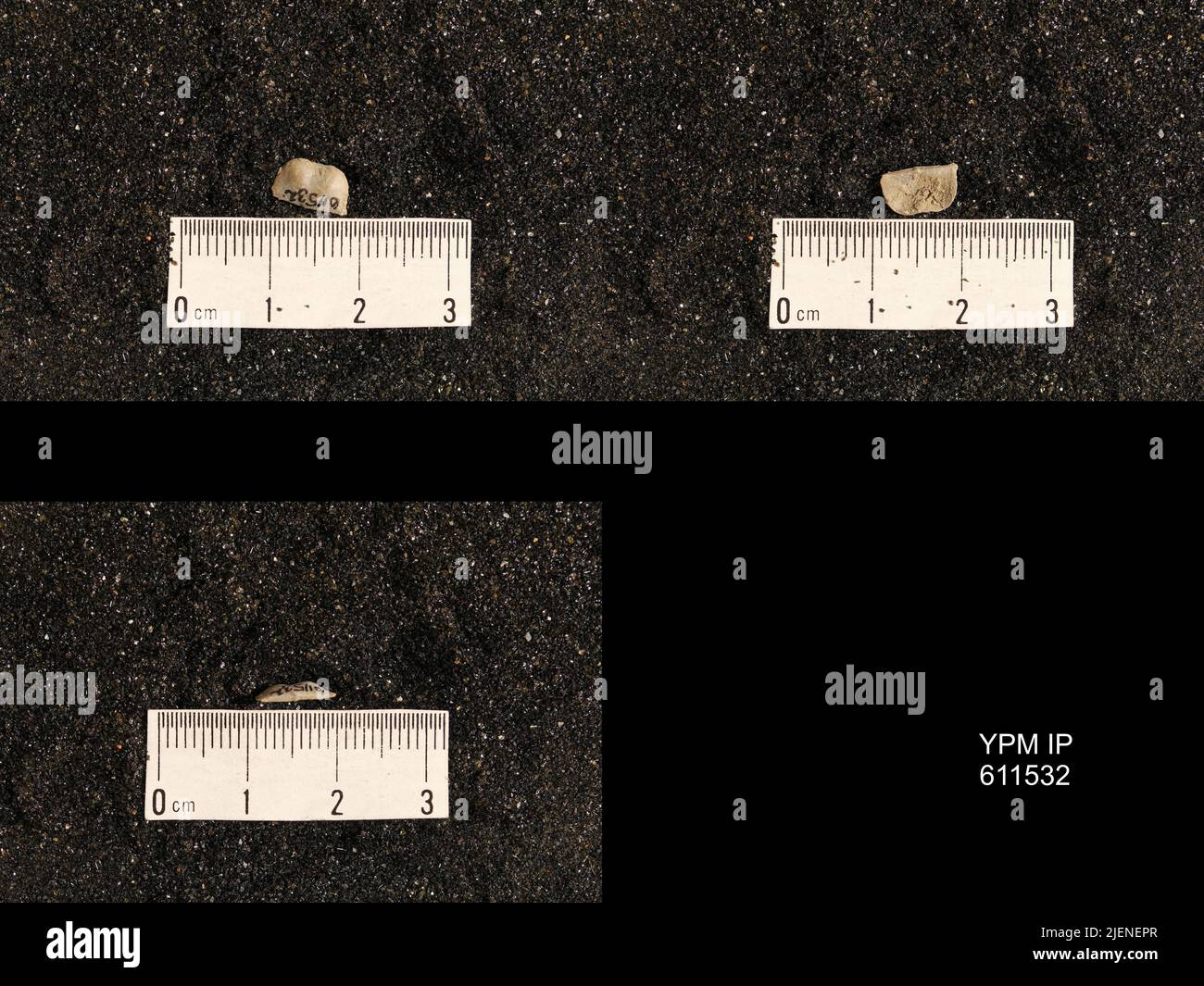 Lissochonetes geinitzianus var. Senilis Dunbar & Condra. Foto Stock