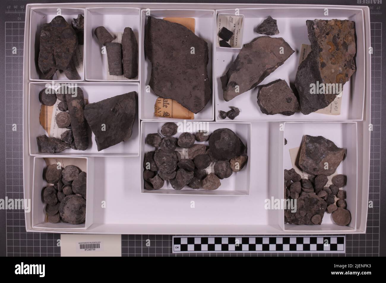 taxa mista, collezione stratigrafica. accn: 3516; 3742; 7974; Foto Stock