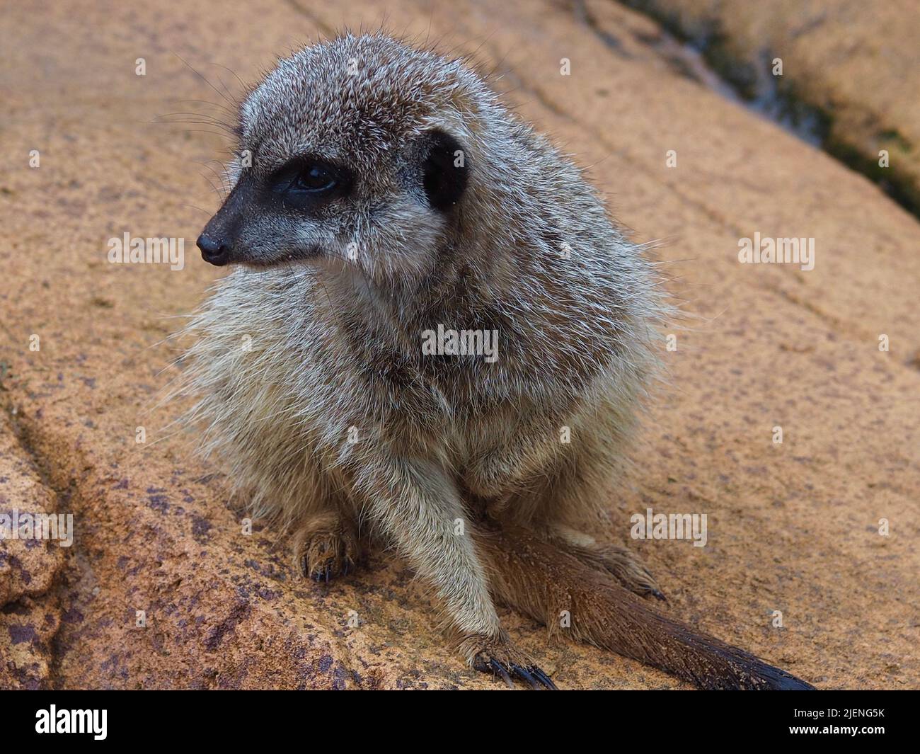 Un ritratto closeup di un piccolo Meerkat in bellezza naturale. Foto Stock
