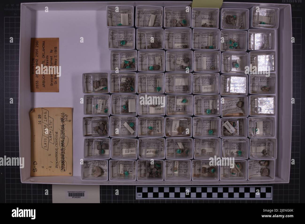 taxa mista, collezione stratigrafica. accn: 2833; 2838; 2842; 2854; 2961; Foto Stock