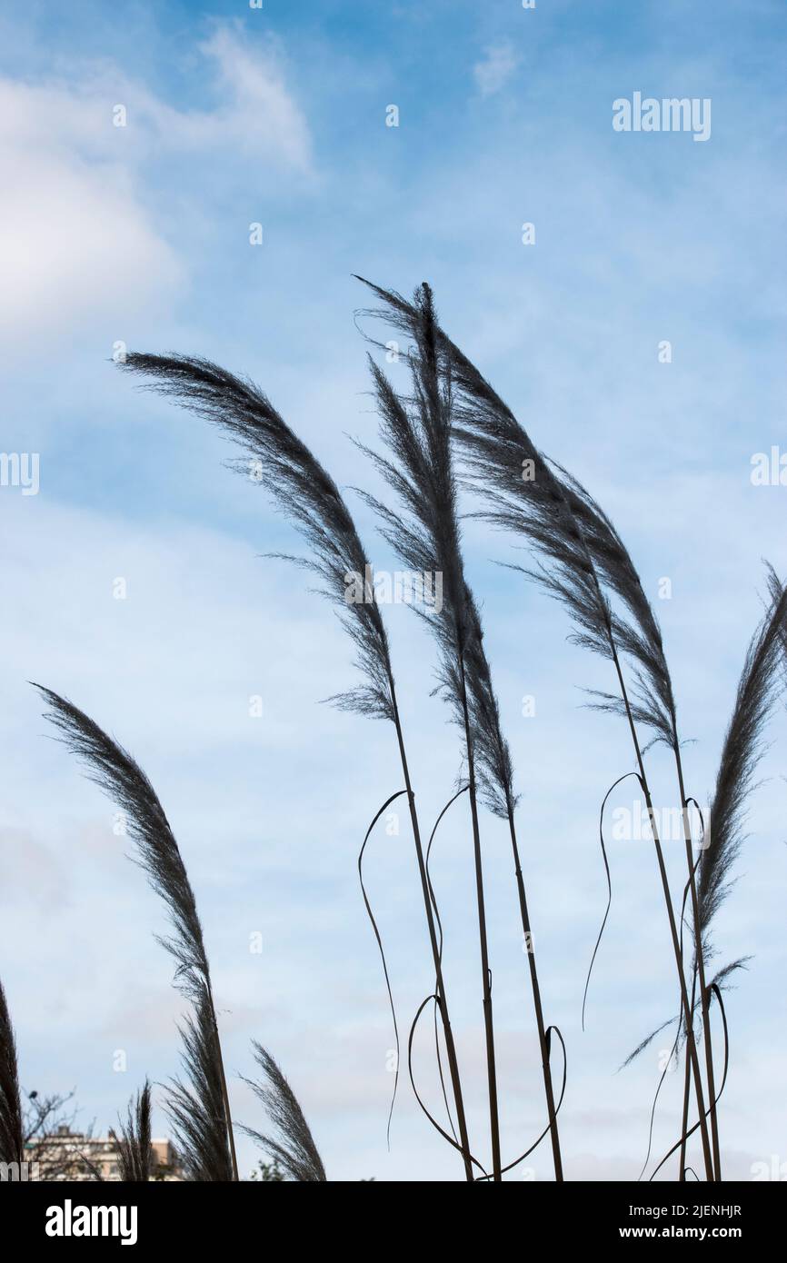 Particolare dello stabilimento Cortaderia selloana Foto Stock