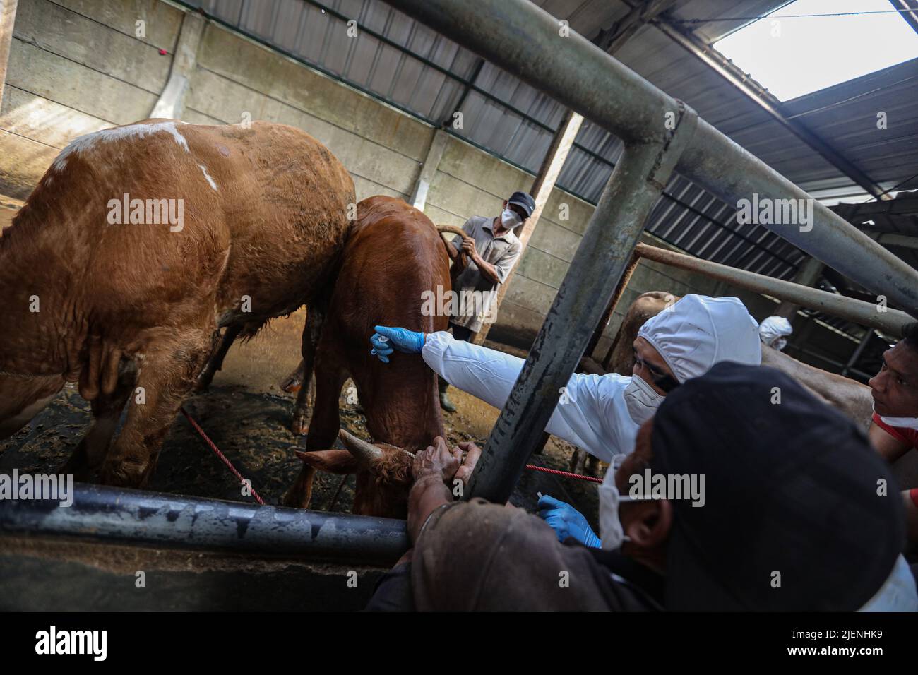 Bandung, Indonesia. 27th giugno 2022. I veterinari della Bandung City Food Security and Agriculture Office hanno iniettato un vaccino per la malattia dello zoccoli e della bocca nei bovini. Il Ministero dell'Agricoltura della Repubblica di Indonesia ha osservato che attualmente la malattia della bocca e delle unghie si è diffusa a 19 province e 215 città/regenze. Sulla base di dati, ci sono 232.542 casi di malattia della bocca e delle unghie. I restanti casi attivi sono 153.618, 75.350 recuperati, 2.248 tagliati condizionalmente e 1.333 morti. (Credit Image: © Agvi Firdaus/ZUMA Press Wire Service) Foto Stock