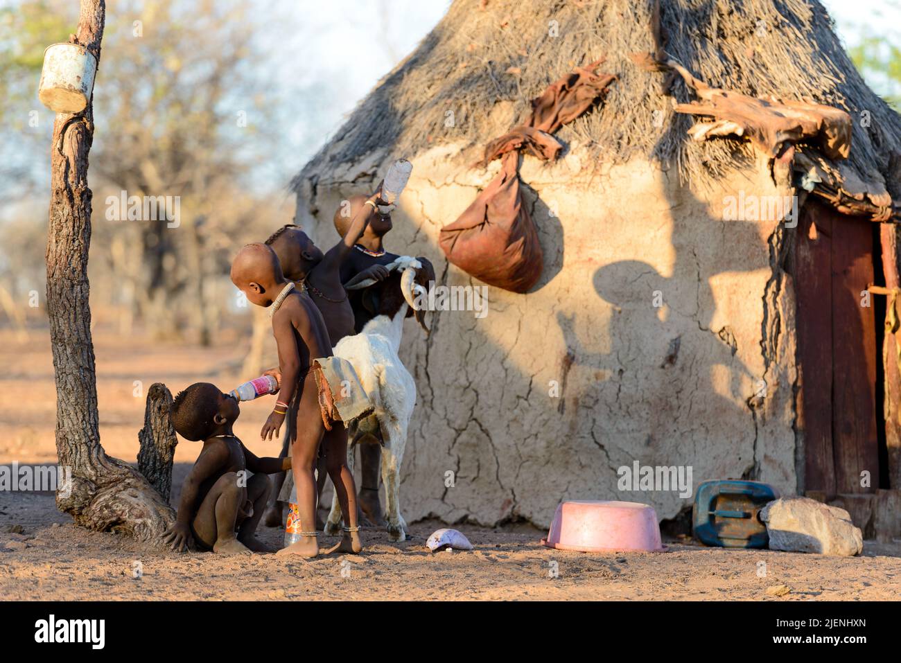 Himba bambini che condividono il latte dopo la mungitura di capra, Namibia Foto Stock